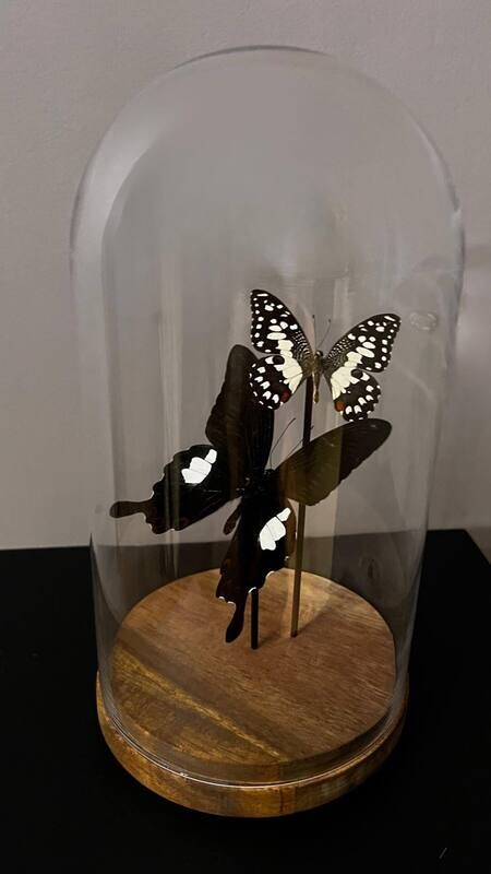 Papillore