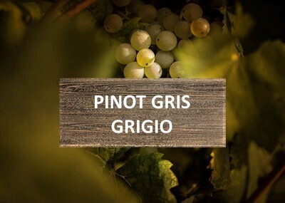 Pinot Gris / Grigio