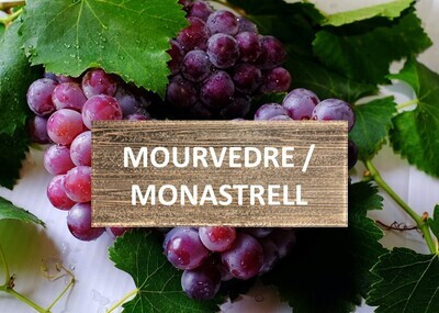 Mourvèdre / Monastrell