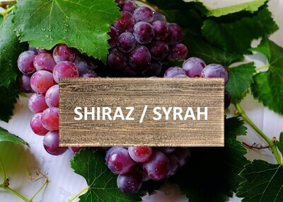 Shiraz / Syrah