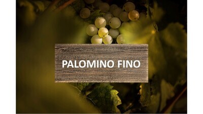 Palomino Fino