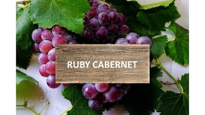 Ruby Cabernet