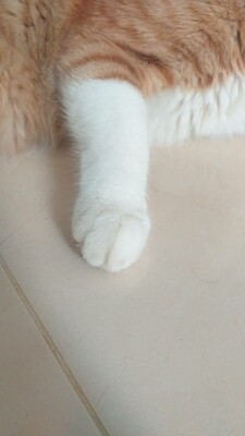 قطط