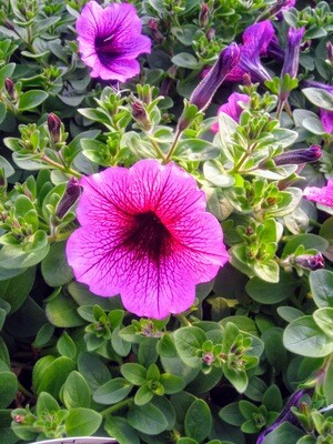 Purple Power
