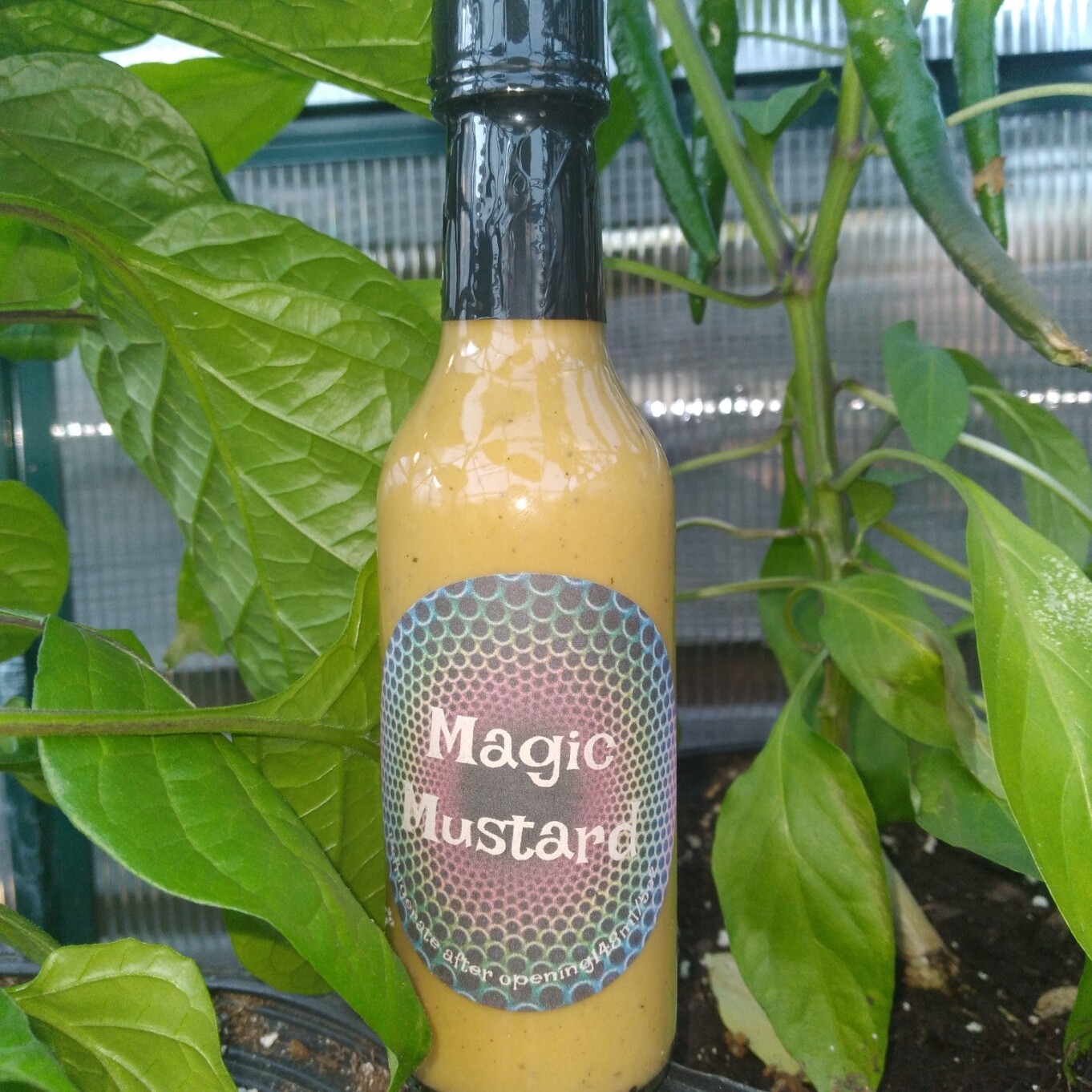 Magic Mustard