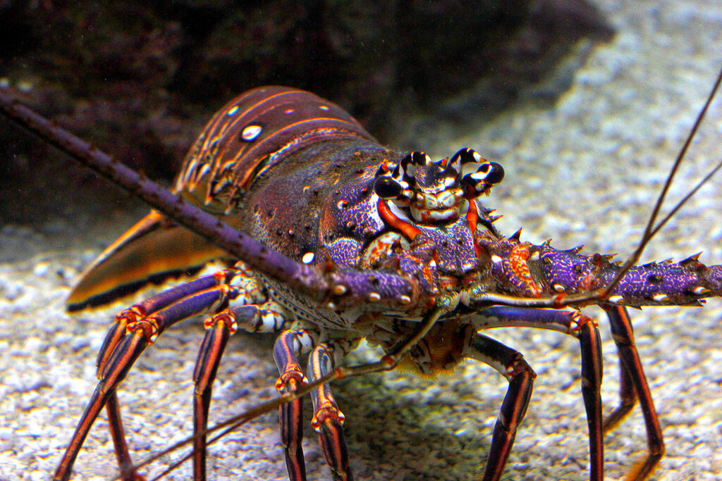 Anegada Lobster Whole/Split/Tail