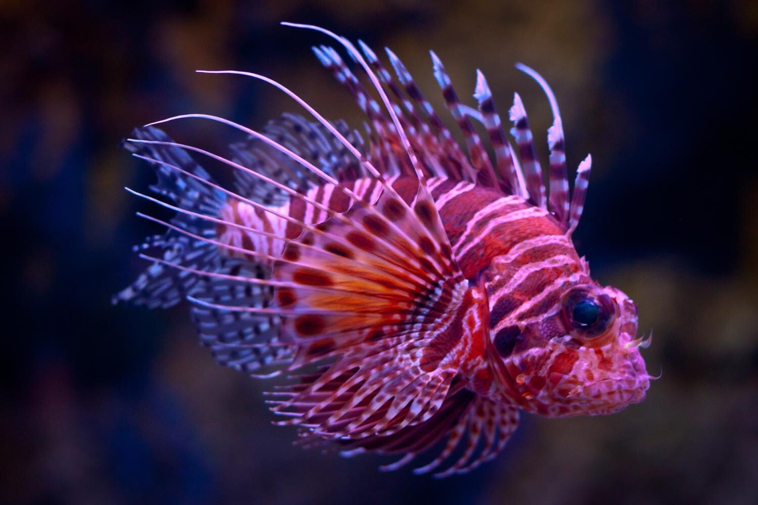 Lion Fish Fillet (Local)