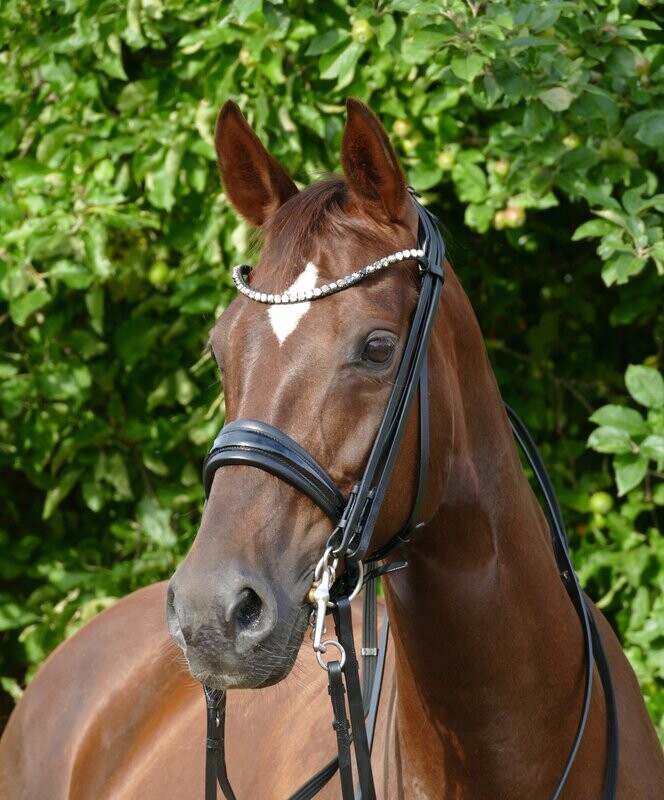 Test double bridle