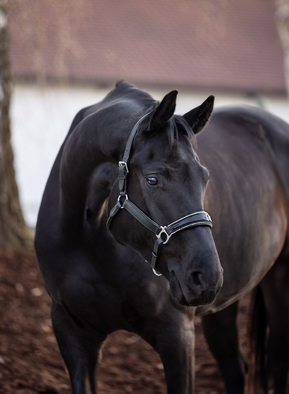 Halfter New York Halfter New York