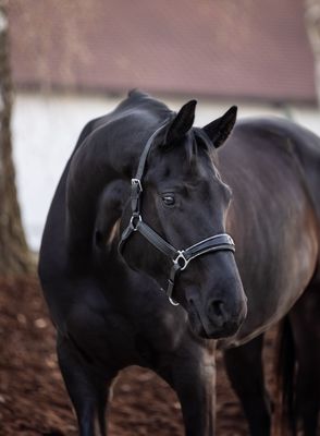 Halfter New York Halfter New York