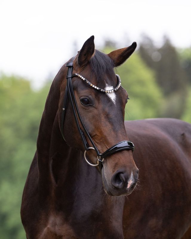 Hanoverian Bridle Stockholm