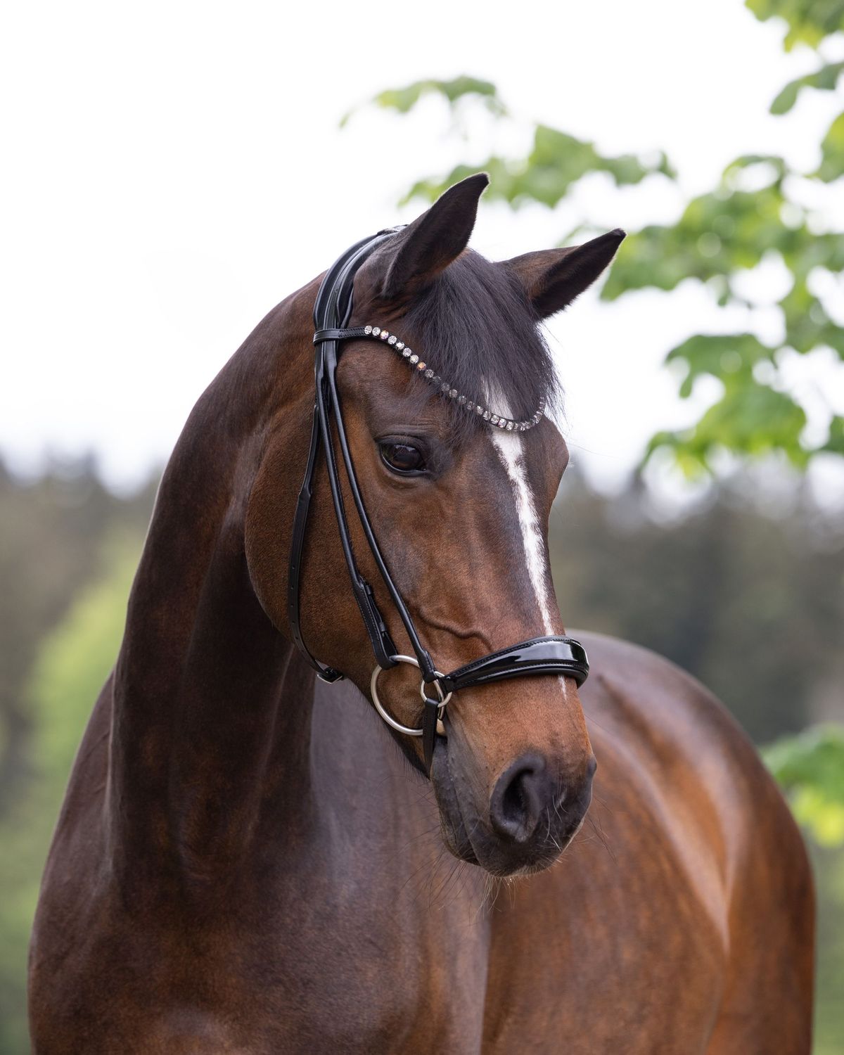 Hanoverian Bridle Hamburg