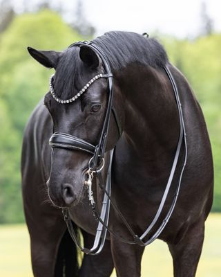 Double Bridles