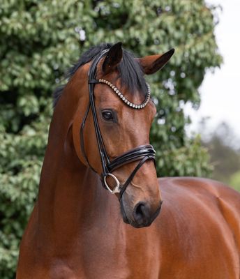 Single Bridles