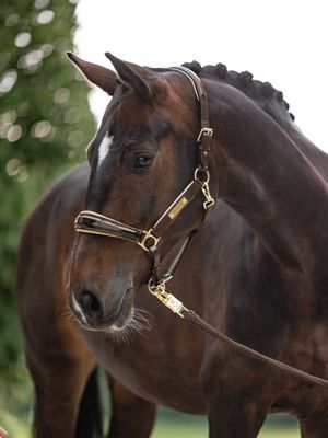 Leather halter