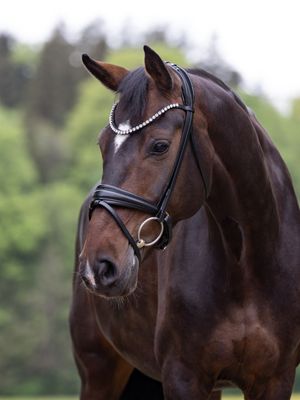 Testbridle