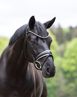 Test single bridle