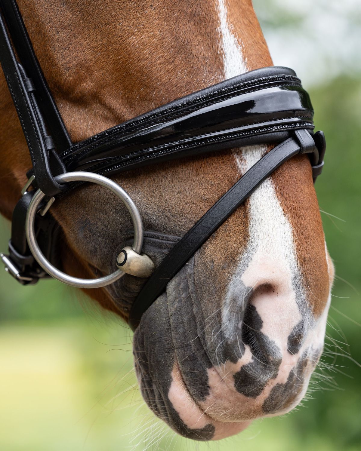 Noseband Paris