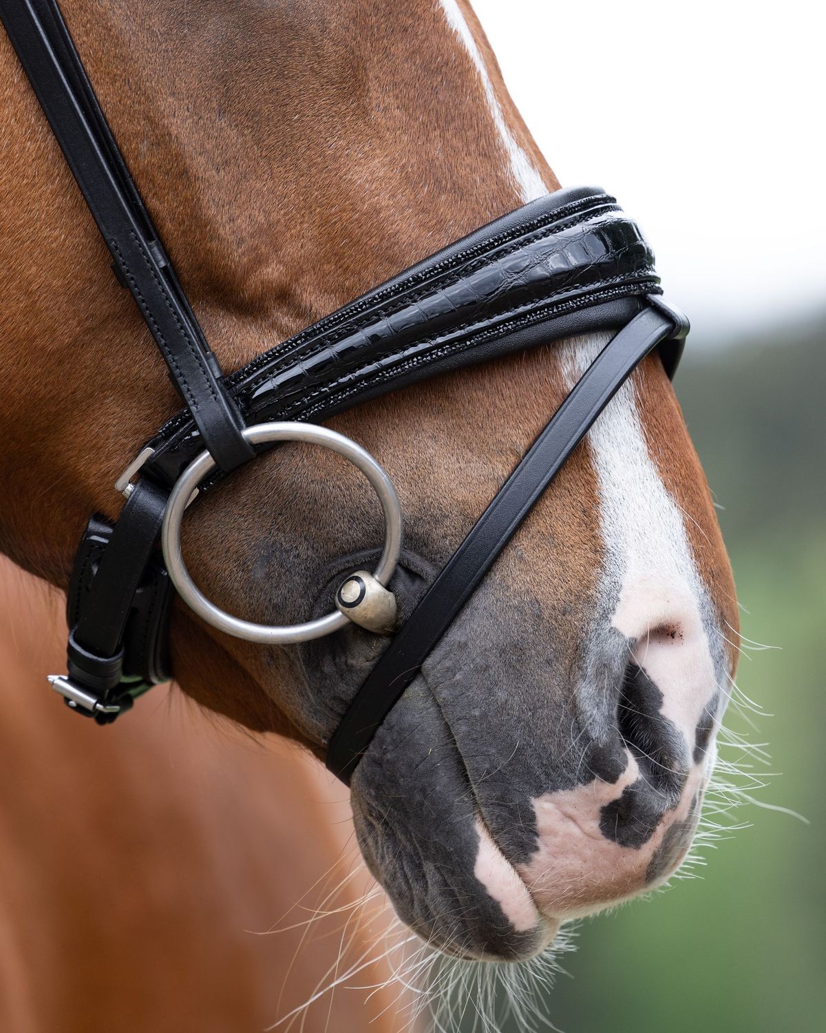 Noseband Sydney