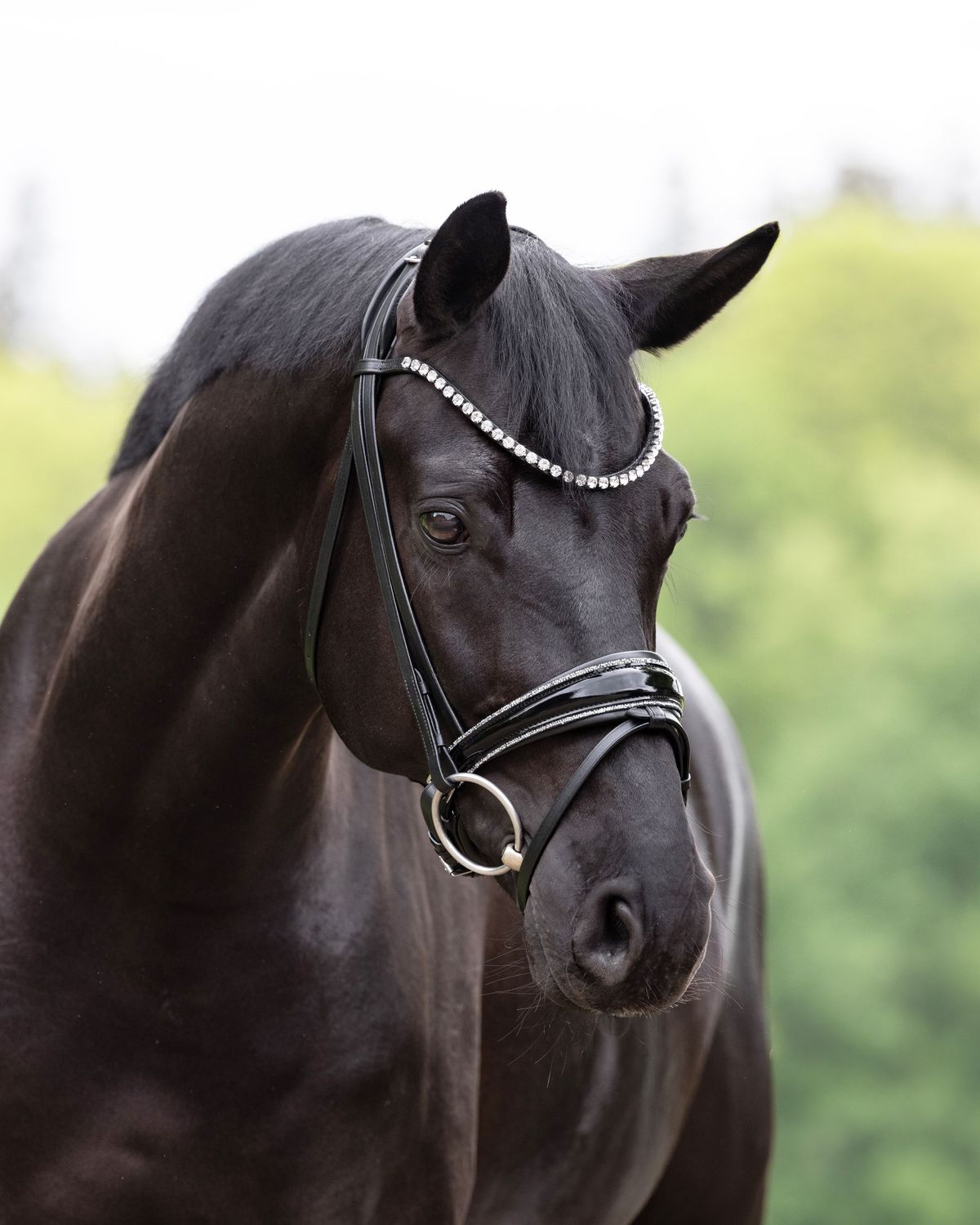 Single Bridle Paris