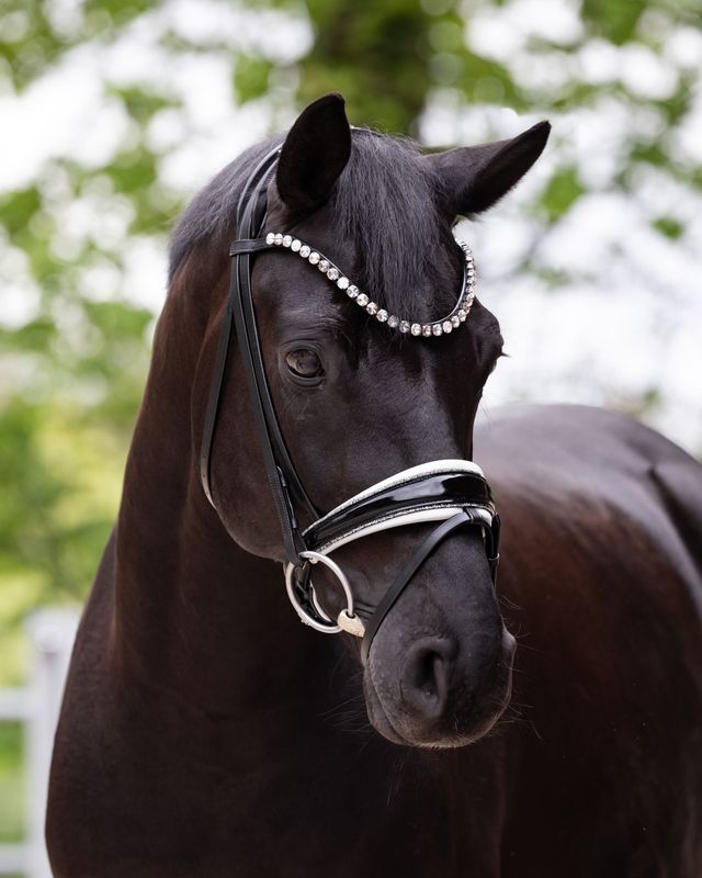 Single Bridle Paris