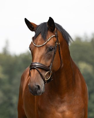 Trense London, Braun