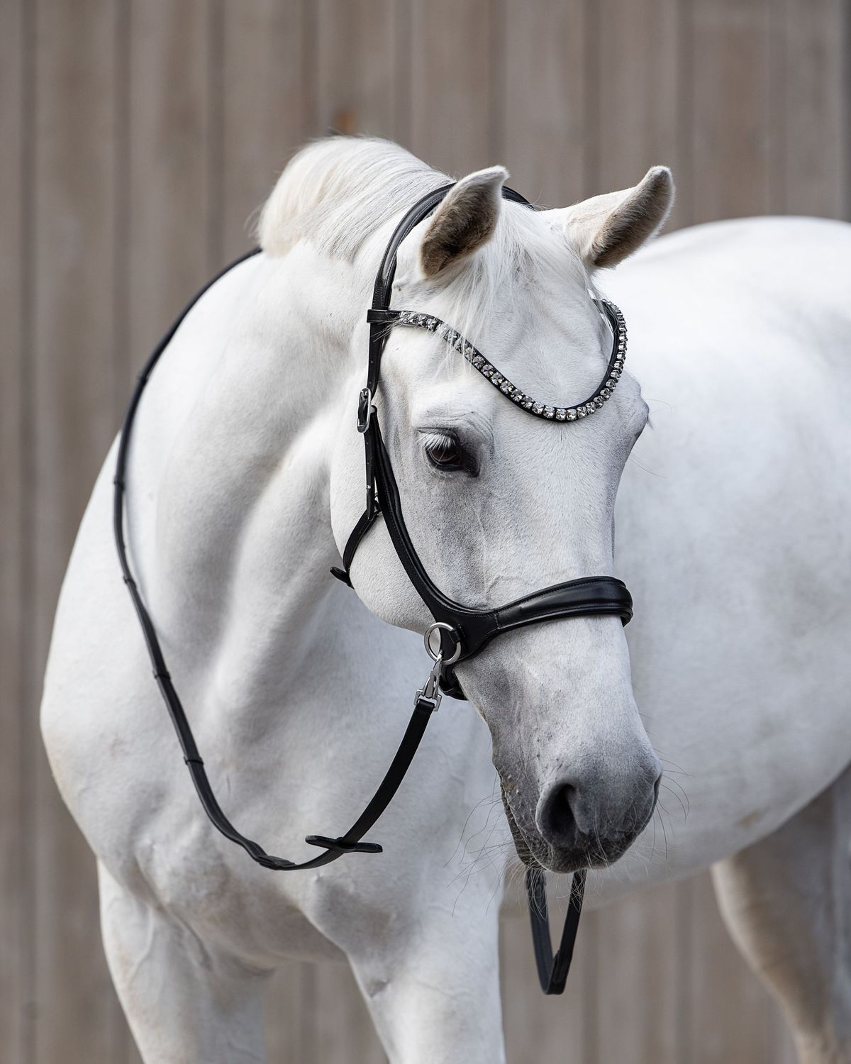 Bridle Lyon
