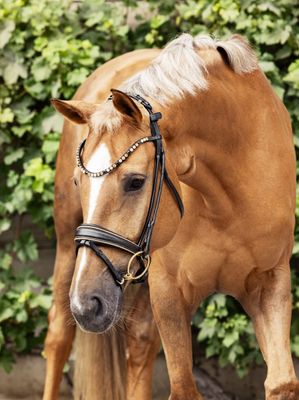 Bridle Helsinki (Limited Edition)