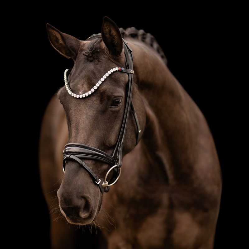 Single Bridle Oldenburg