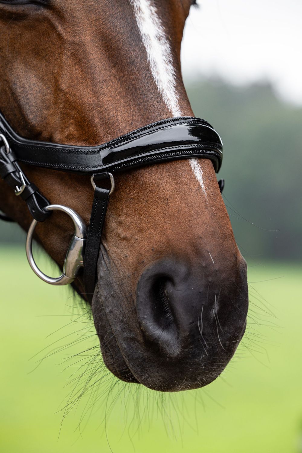 Chicago Bridle, Size: Cob, crystals at noseband: Black Rocks