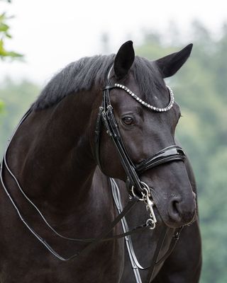 Double Bridle Monaco