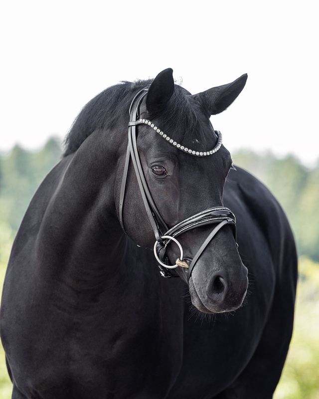 Single Bridle Barcelona slim Single Bridle Barcelona slim