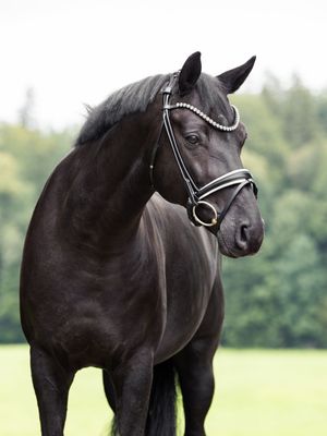 Single Bridle Valencia slim