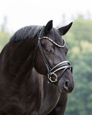 Single Bridle New York