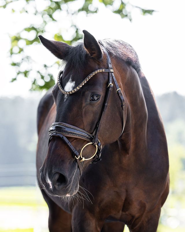 Trense Brisbane, Braun