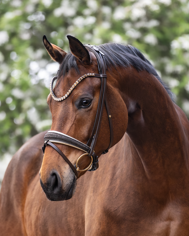 Single Bridle Amsterdam (Limited Edition) Single Bridle Amsterdam (Limited Edition)