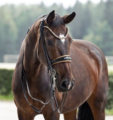 Double Bridle New York, Black/Beige Double Bridle New York, Black/Beige