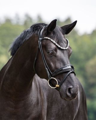 Single Bridle New York