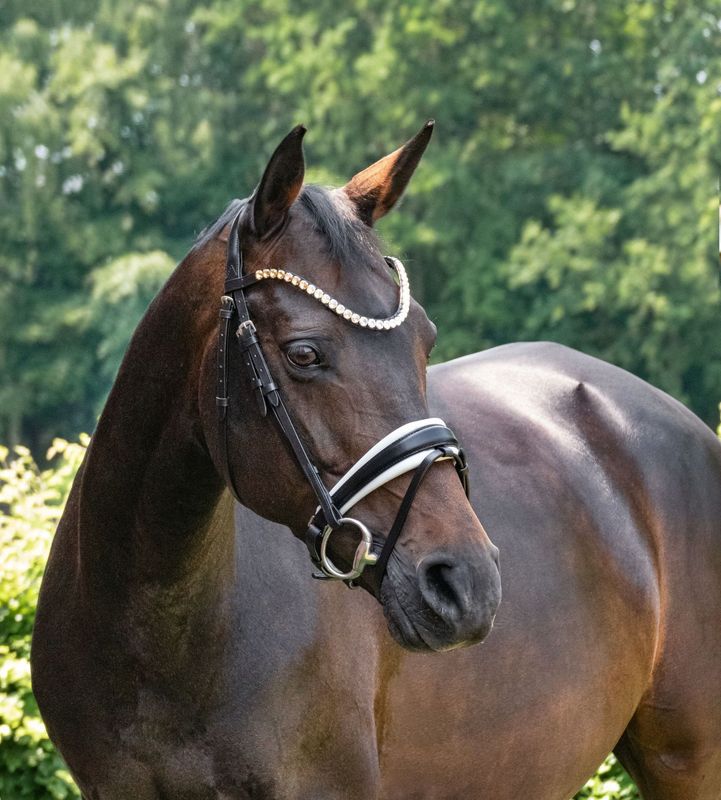 Single Bridle London