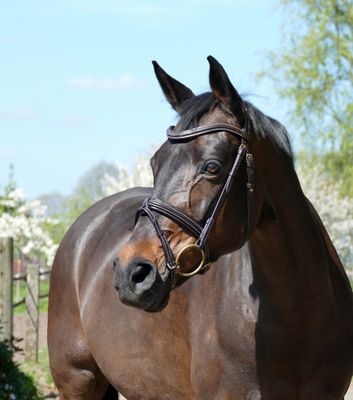 Single Bridle Wellington