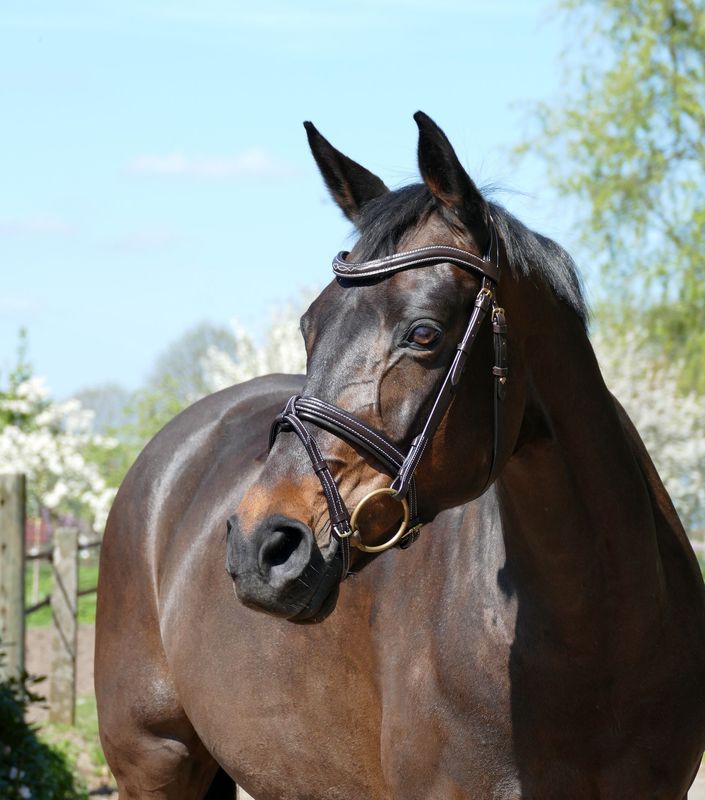 Single Bridle Wellington