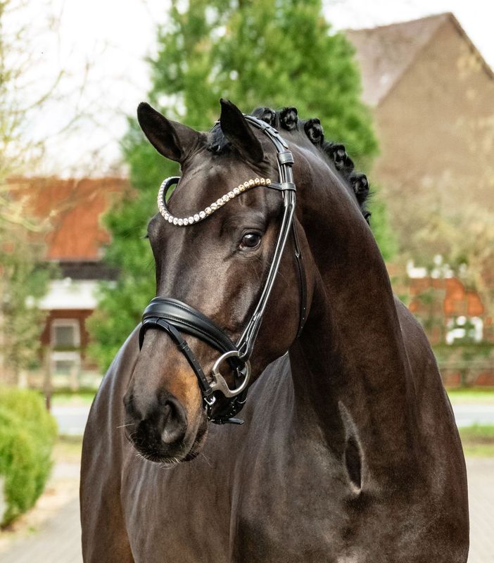 Single Bridle Valencia