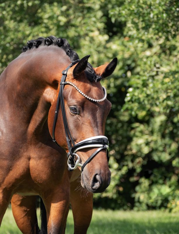 Single Bridle Barcelona