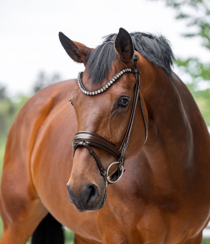 Single Bridle Valencia, Brown