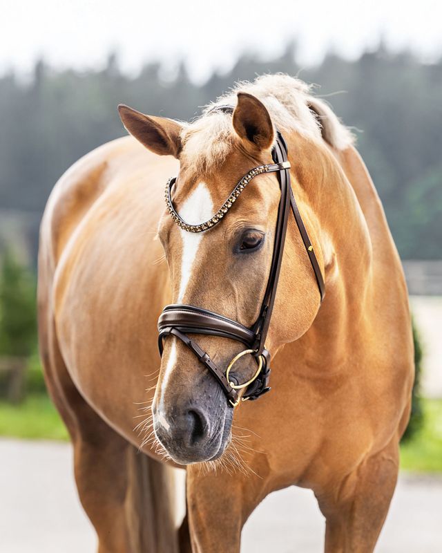 Single Bridle Barcelona, Brown