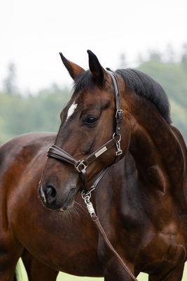 Leather halter