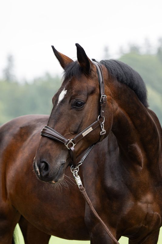 Leather halter