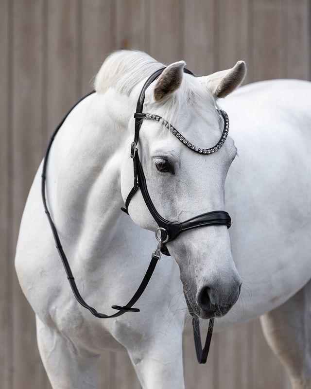 Bridle Lyon