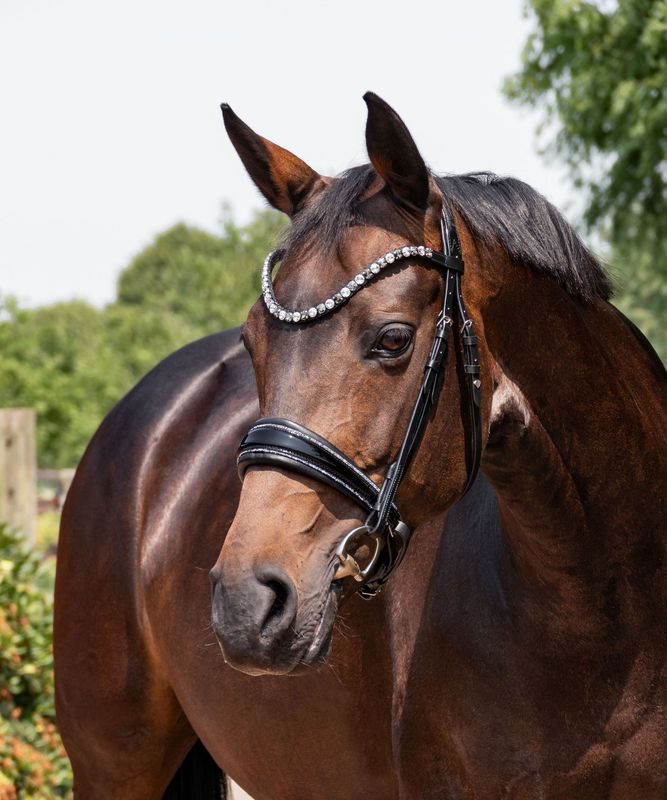 Single Bridle Monaco