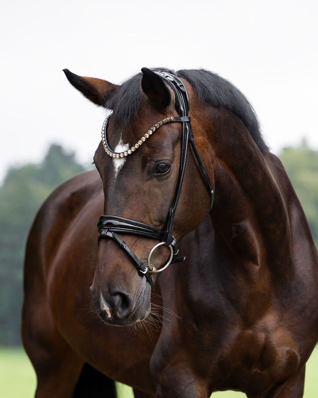 Single Bridle Valencia slim